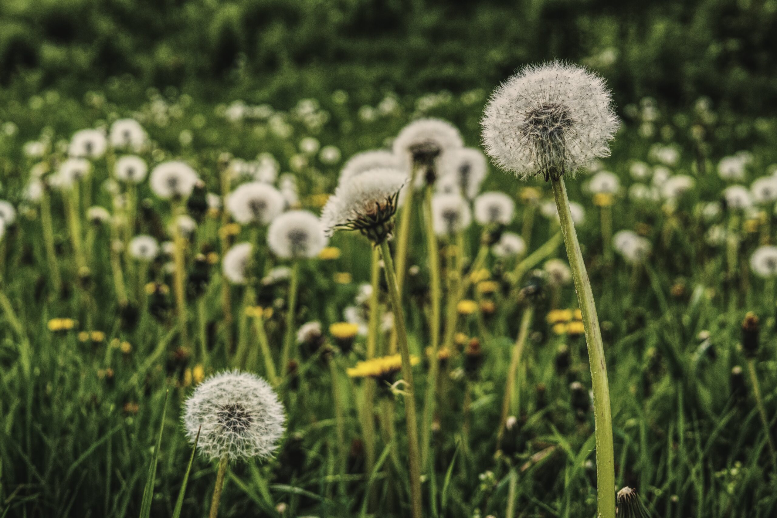 Fertilizer and weed control